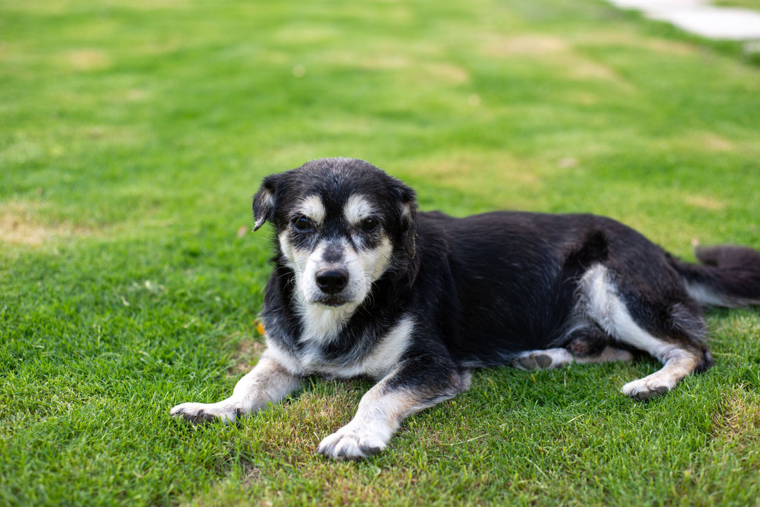 How to Spot Signs of Cartilage Loss in Senior Dogs