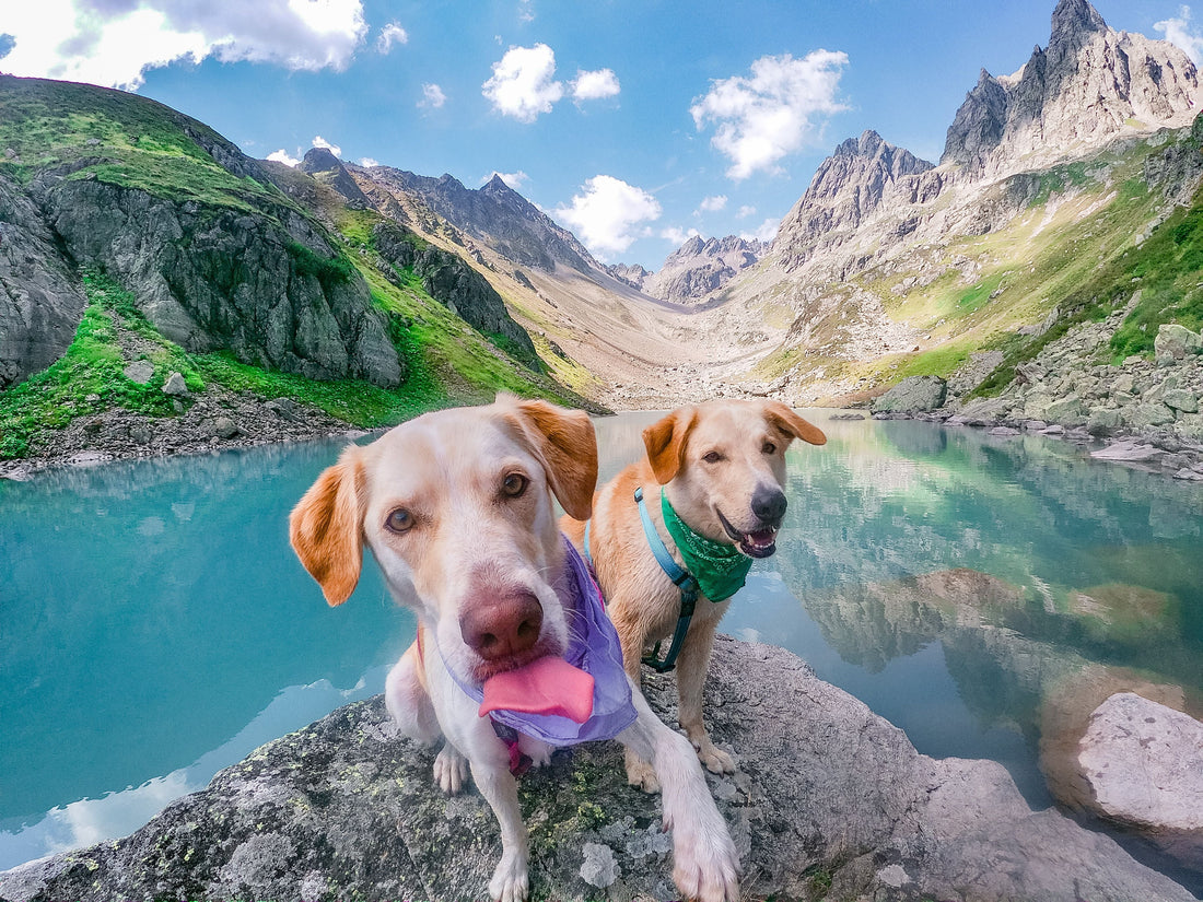 Dog Joint Supplements: Ingredients and Dosing