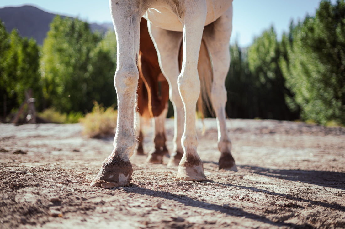 Best Hoof Supplement for Horses: Ingredients That Matter