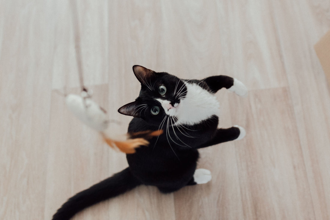 Cat Joint Health Supplements: A Practical Guide