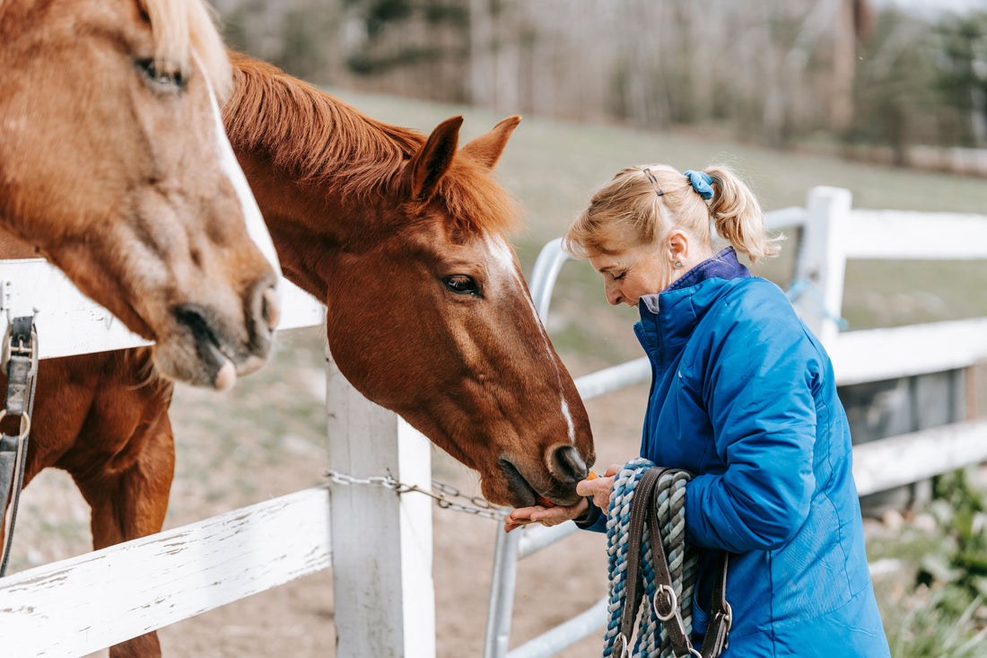 Joint Injections for Horses: Costs and Alternatives