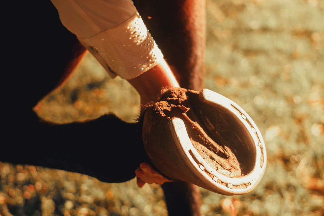 Biotin for Horses: Hoof Benefits and Limits