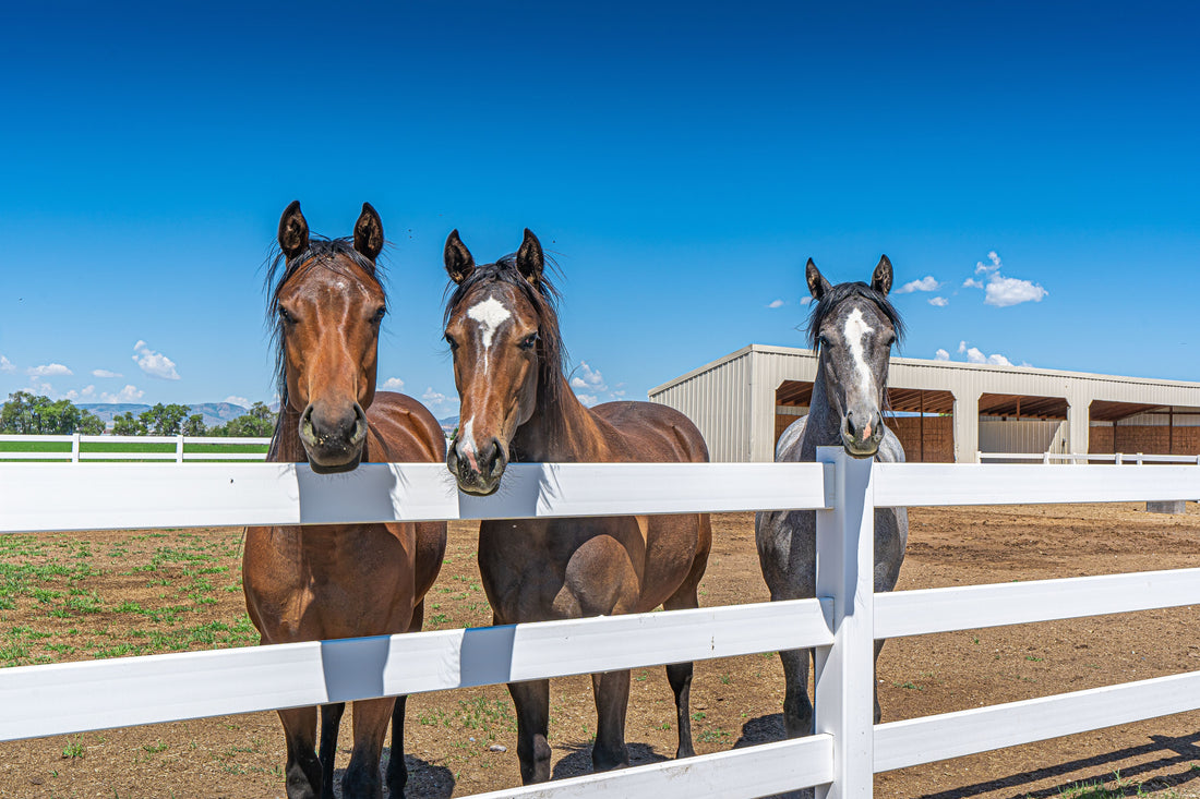 3 Best Supplements for Horse Soft Tissue Injury