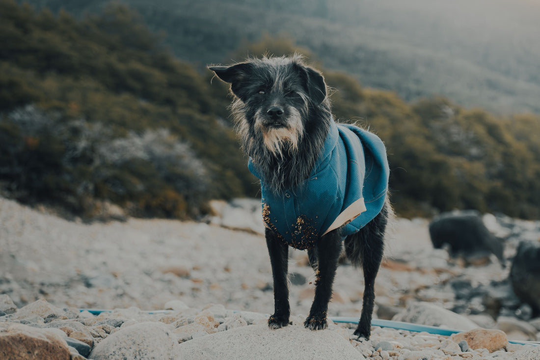 Best Joint Supplement for Dogs: Mobility Guide