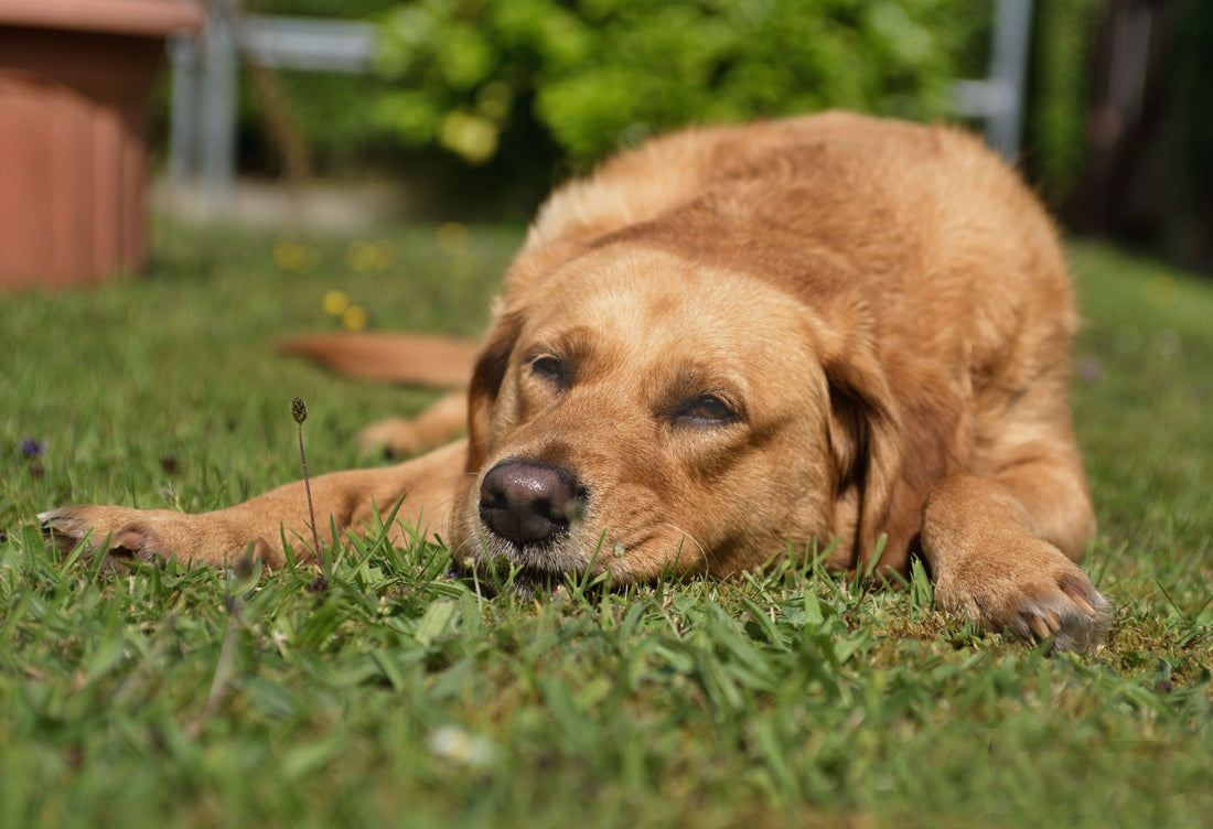Dog Hot Spot Treatment: What Works and Vet Signs