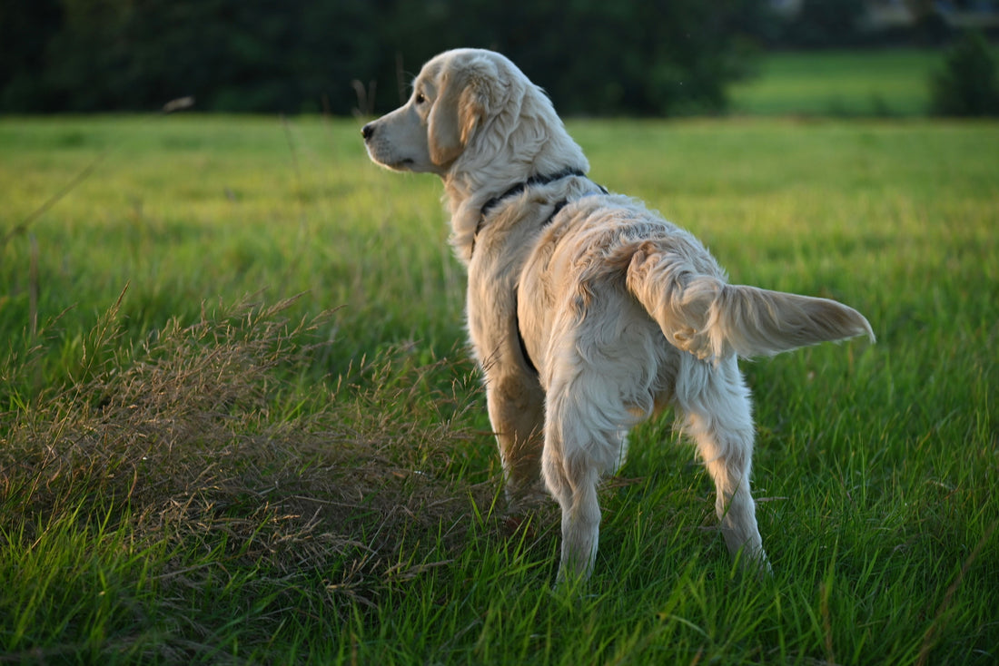 Hip and Joint Supplements for Dogs: Buying Guide