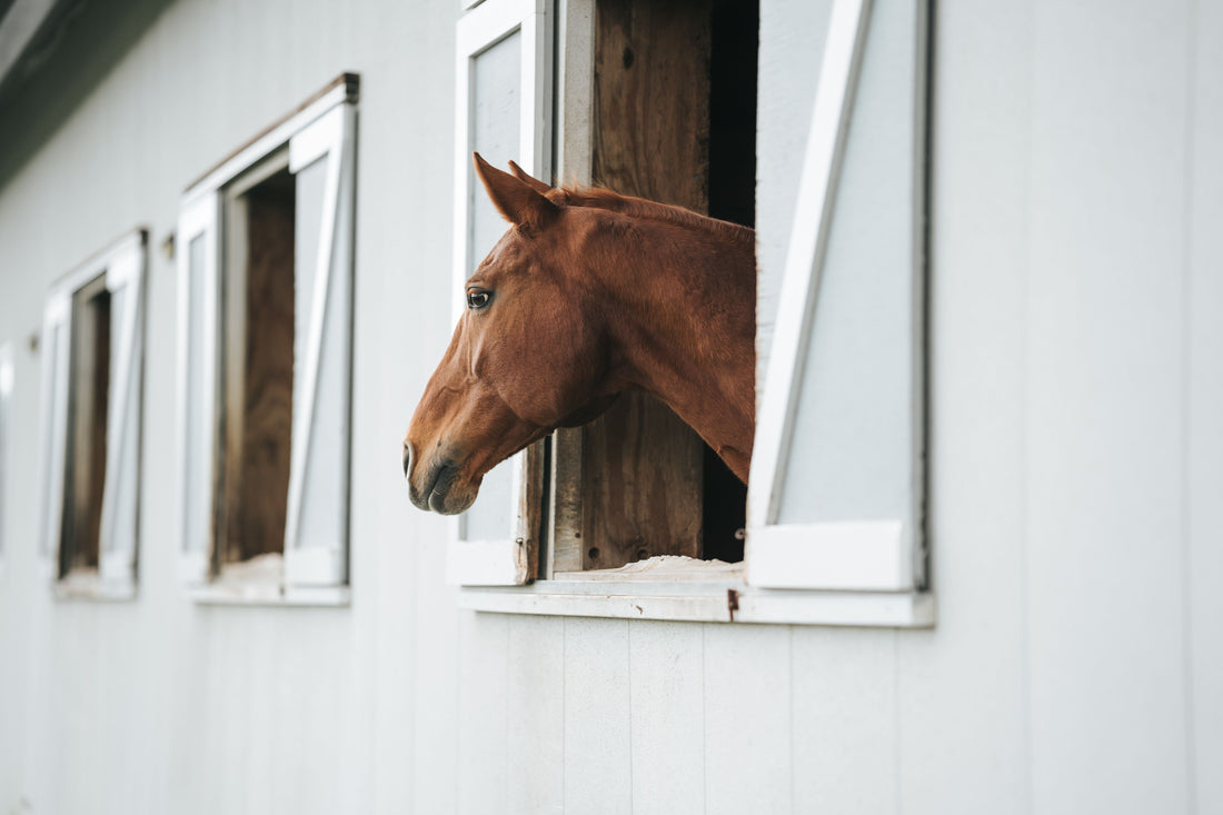Best Joint Supplement for Horses: Compare Options