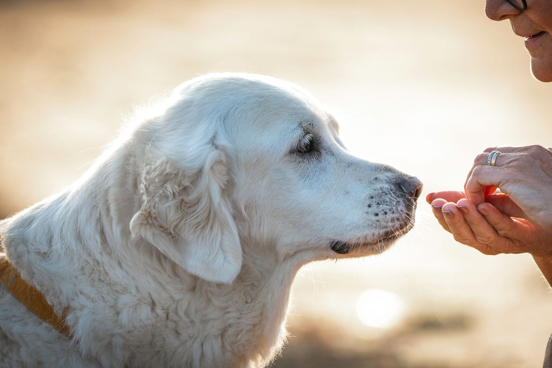 Cheap Dog Supplements Online: 5 That Actually Work