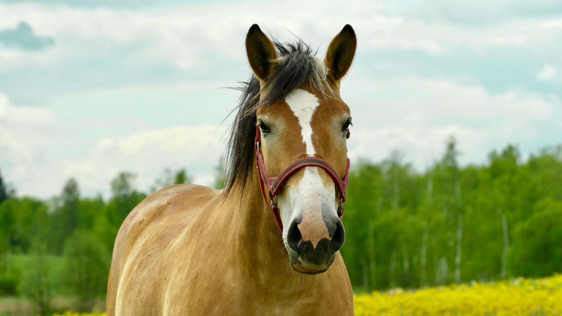 A Guide to Natural Supplements for Equine Soft Tissue