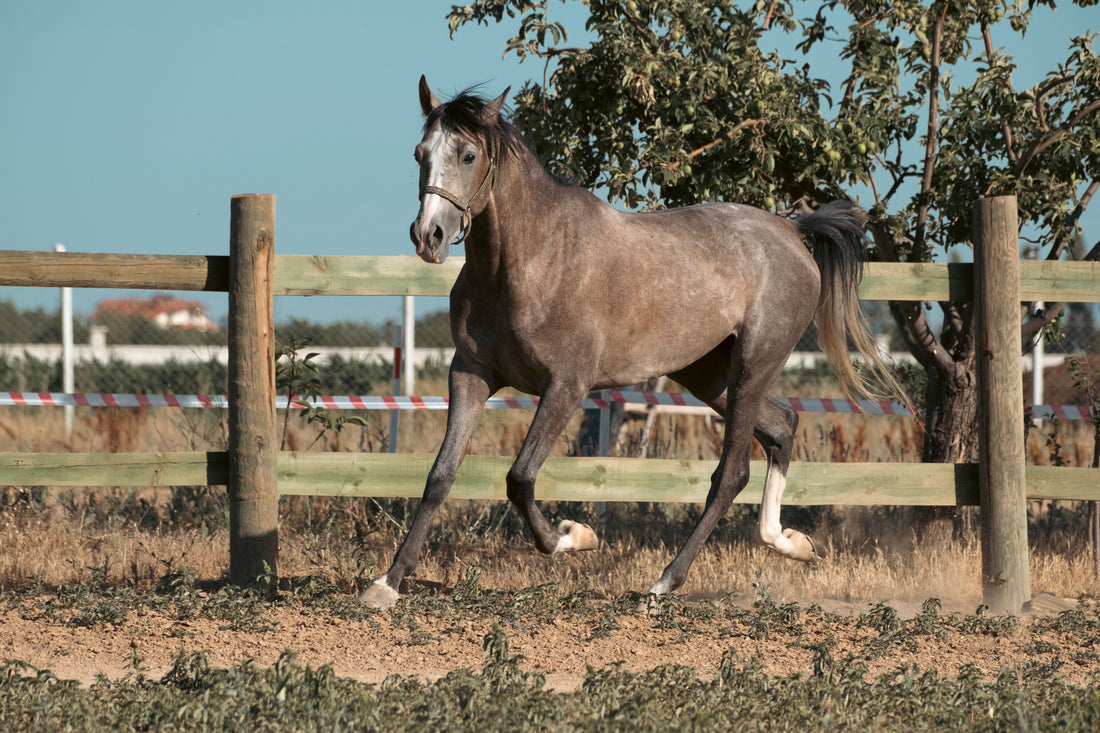 Natural Horse Joint Supplement Alternatives: What Works?