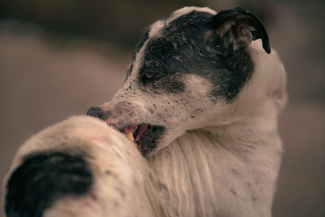 Treatment for a Hot Spot on a Dog: Vet-Safe Guide