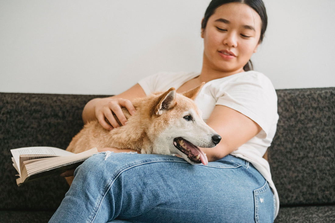 Glucosamine Chondroitin for Dogs: Owner Guide