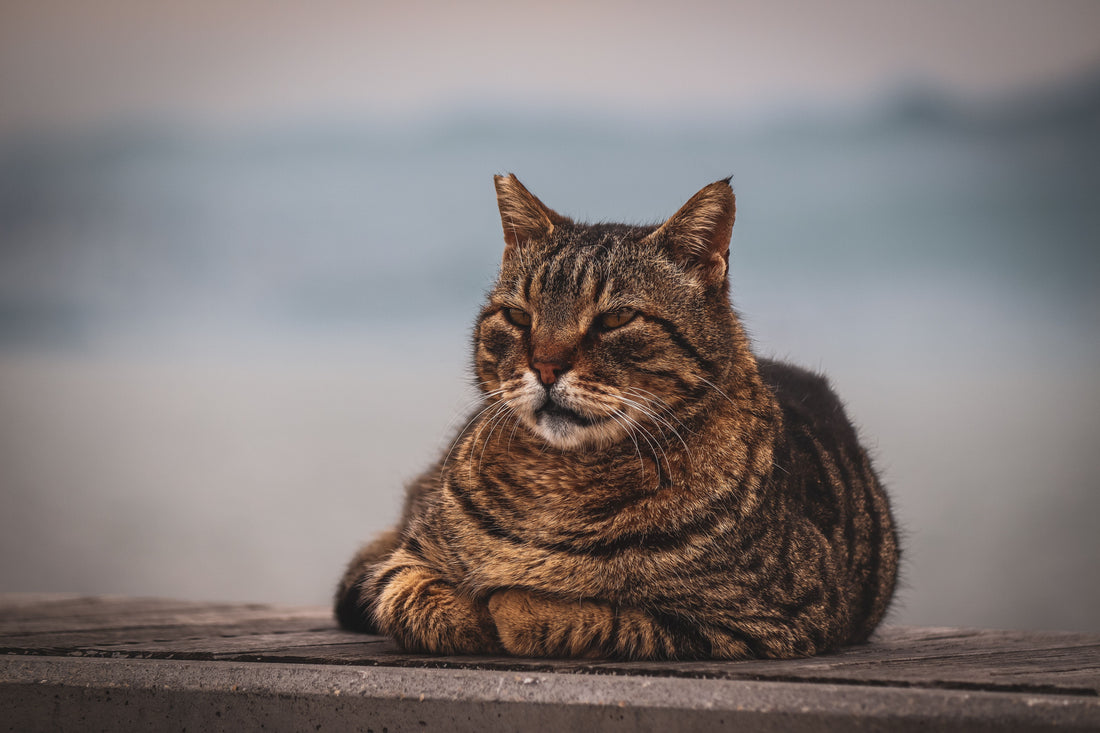 Cat Arthritis Supplements for Stiff Senior Cats