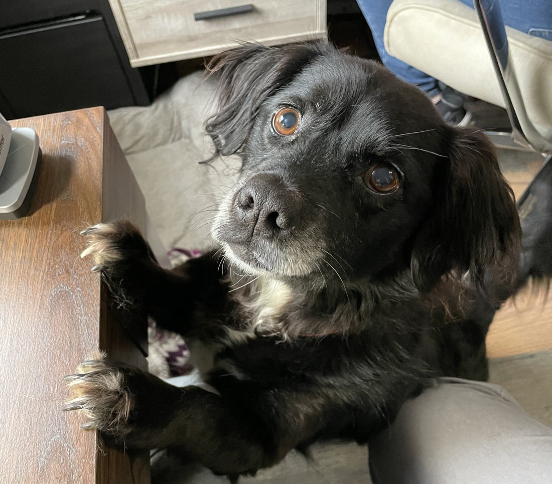 Pucca’s Story: Helping a Senior Sanctuary Dog Keep Moving