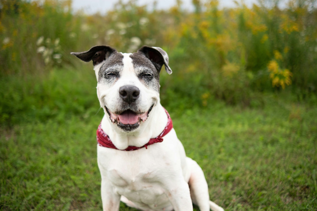 A Guide to the Best Cartilage Supplement for Old Dogs