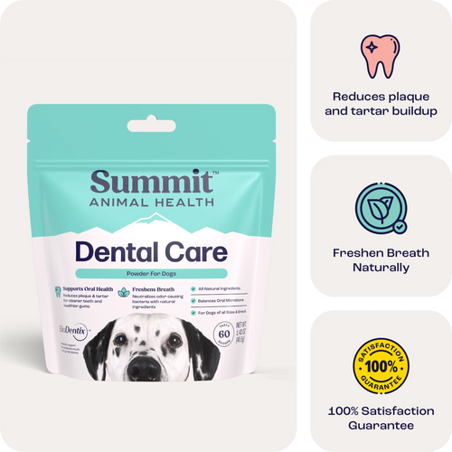 Dental Care for Dogs