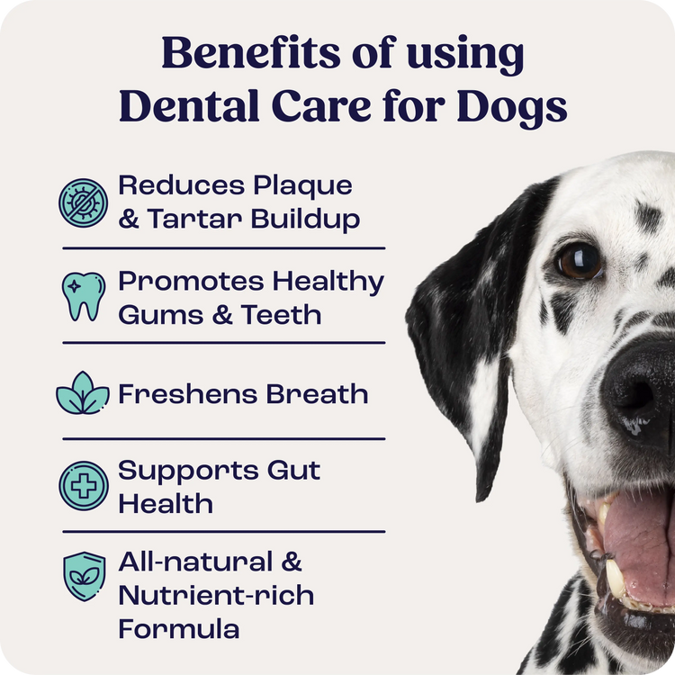 Dental Care for Dogs – Summit Animal Health