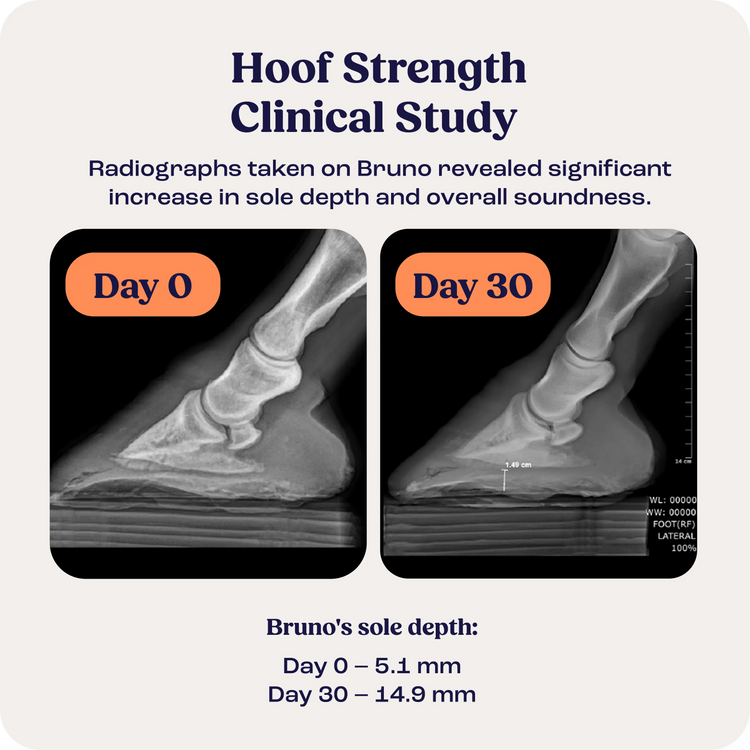 Strong Hoof Summit Hoof Strength for Horses – Summit Animal Health