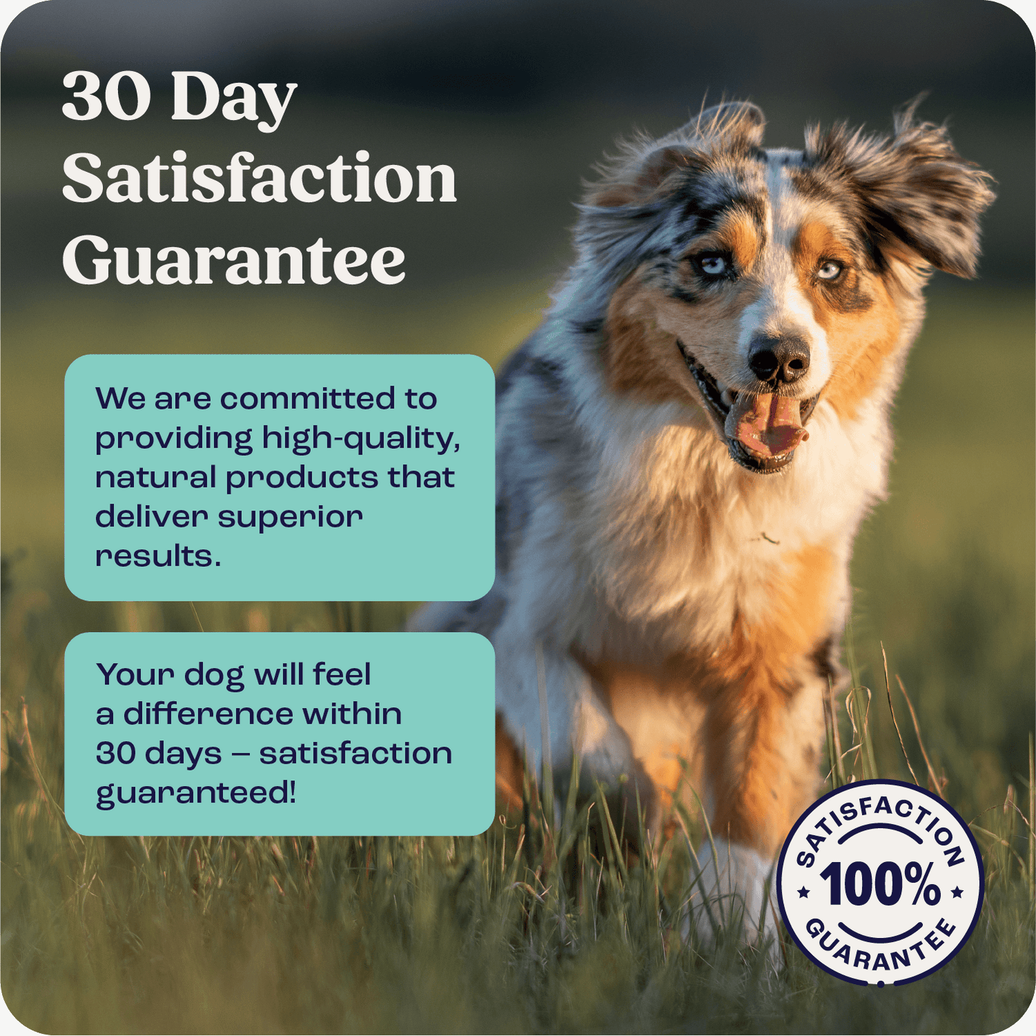 Summit Joint and Mobility Supplements for Medium Dogs – Summit Animal ...