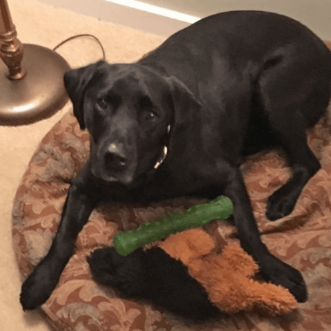 SAH review IM-dog1
