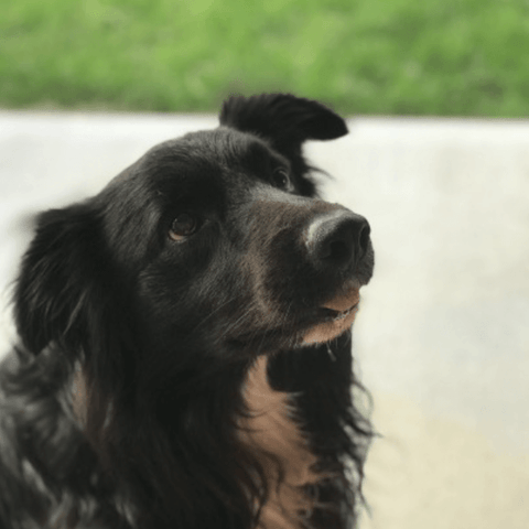 SAH review IM-dog2