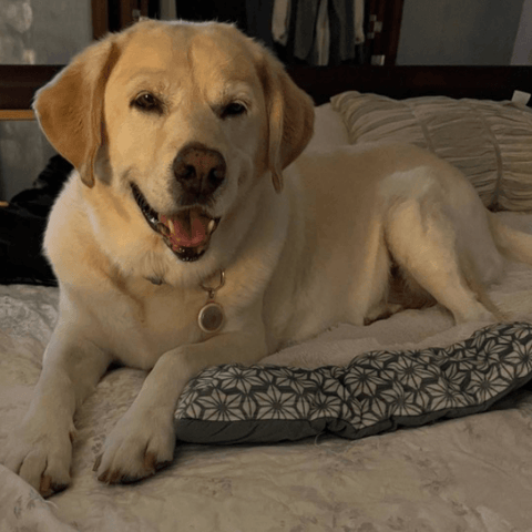 SAH review IM-dog3