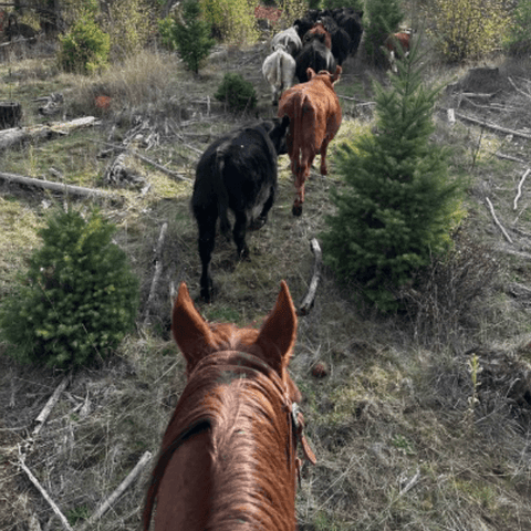 SAH review IM-horse10