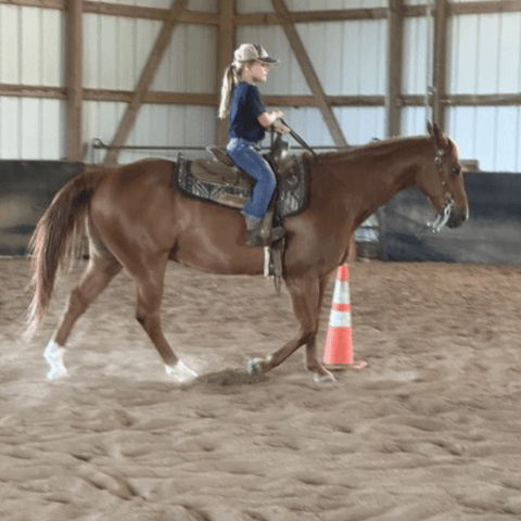 SAH review IM-horse3