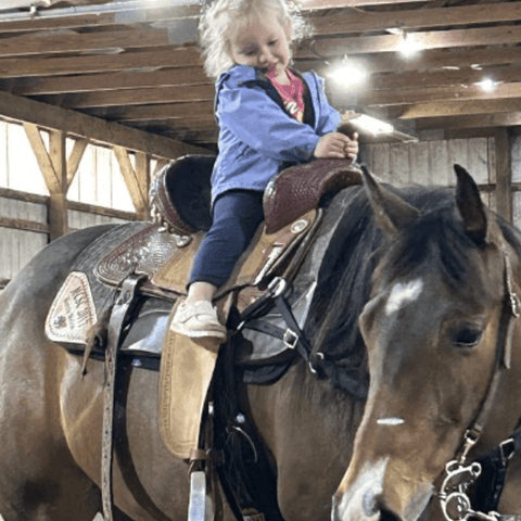 SAH review IM-horse5