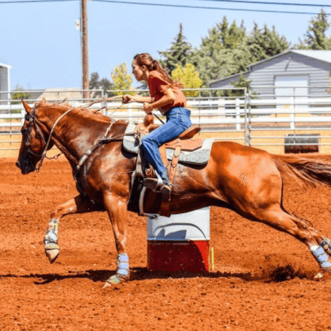 SAH review IM-horse6