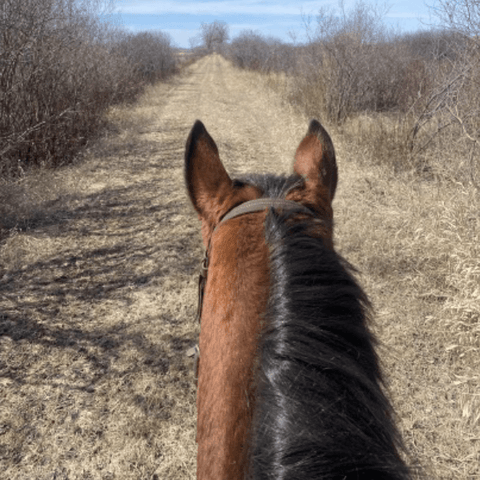 SAH review IM-horse7