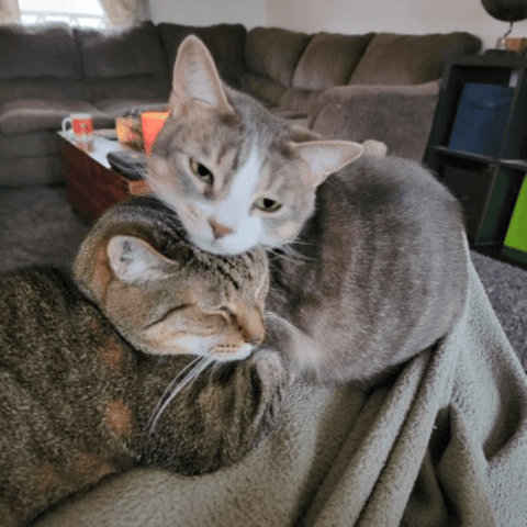 SAH review cat1