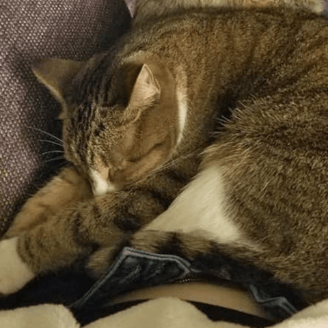 SAH review cat2