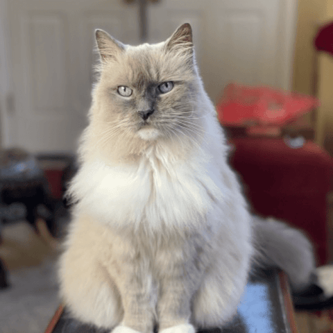 SAH review cat3