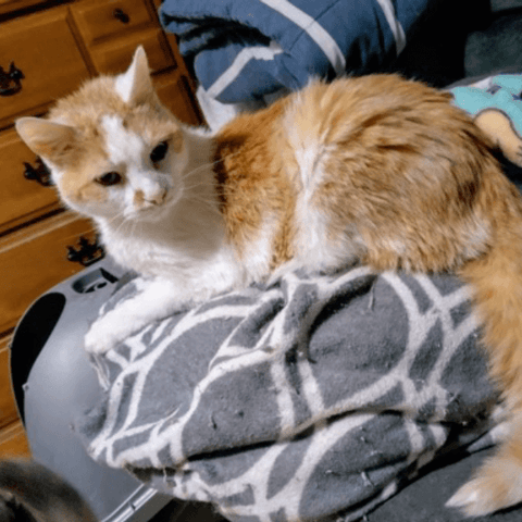 SAH review cat4