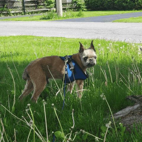 SAH review dog1