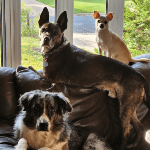 SAH review dog2
