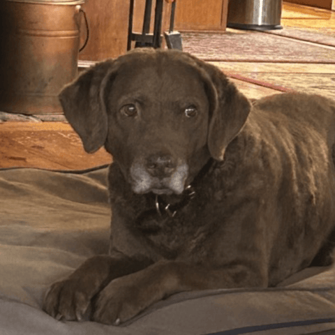SAH review dog5
