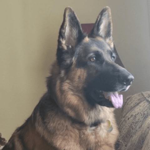 SAH review dog6