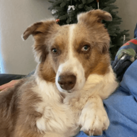 SAH review dog7