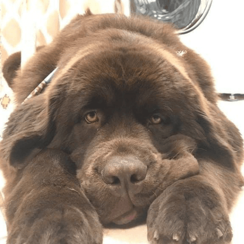 SAH review dog8