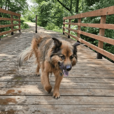 SAH review dog9