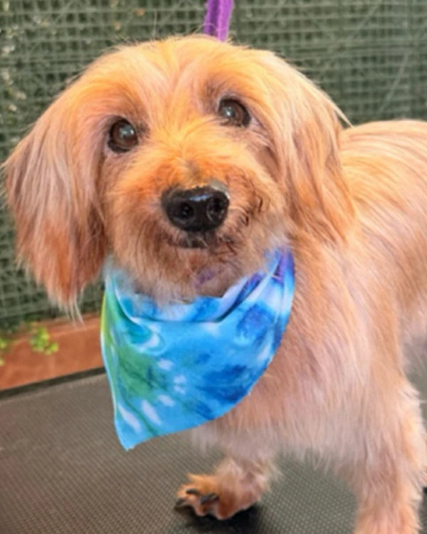 Charlie, a long-haired dachshund rescued by Danny & Ron's Rescue
