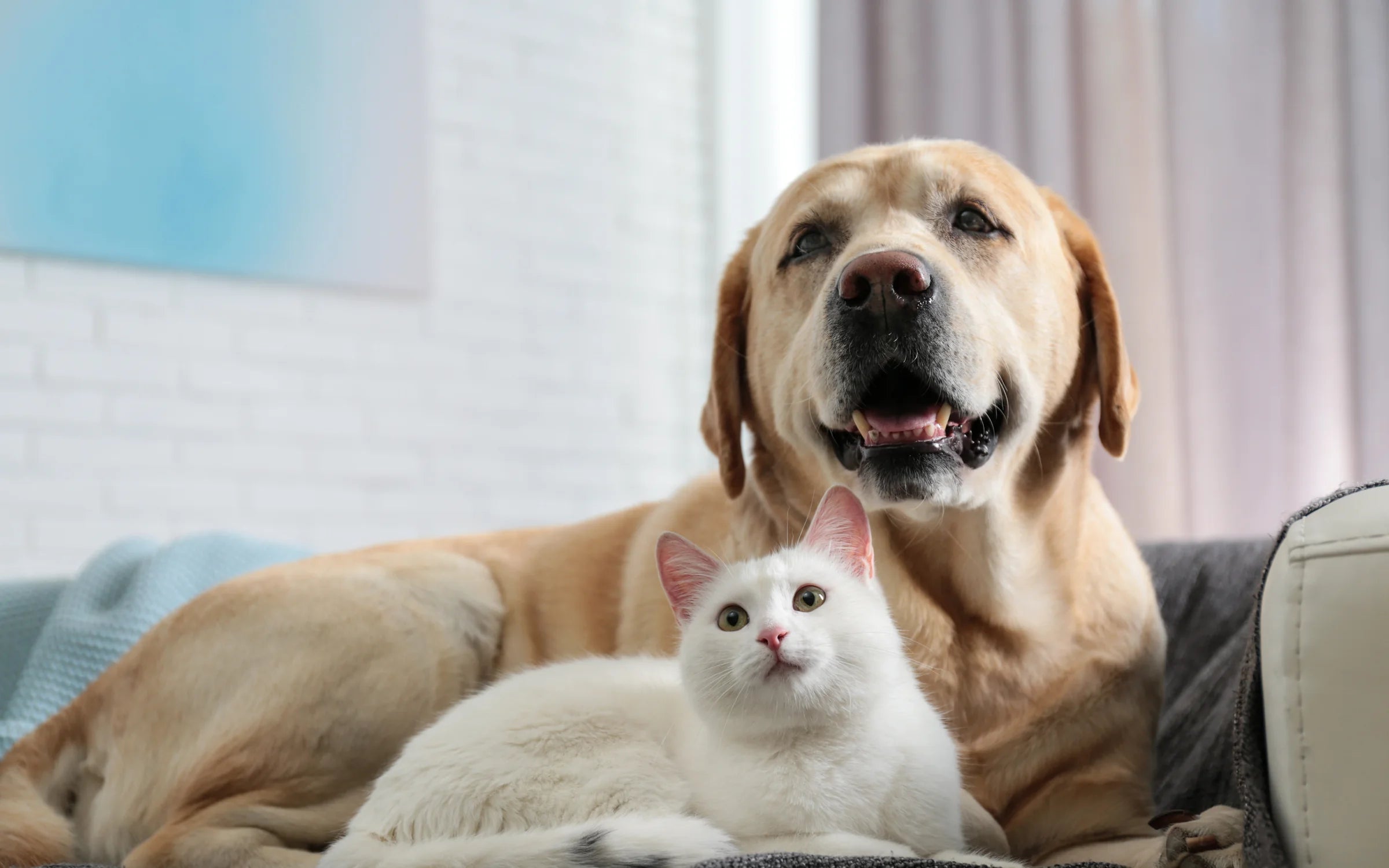 A senior yellow Labrador and a white cat resting together on a sofa at home