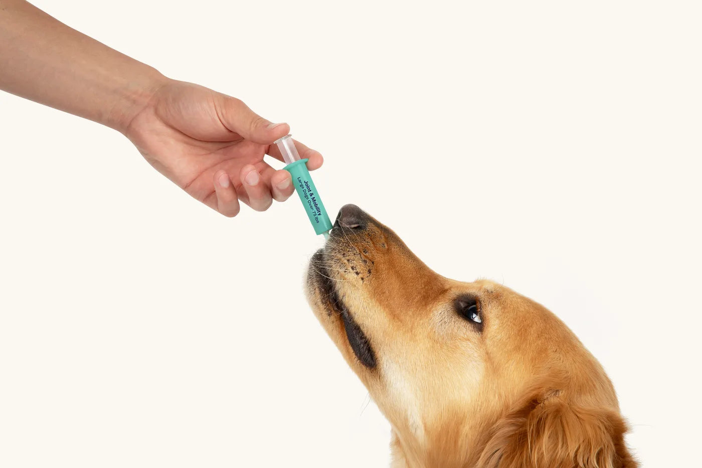 A golden retriever taking the liquid straight from the syringe