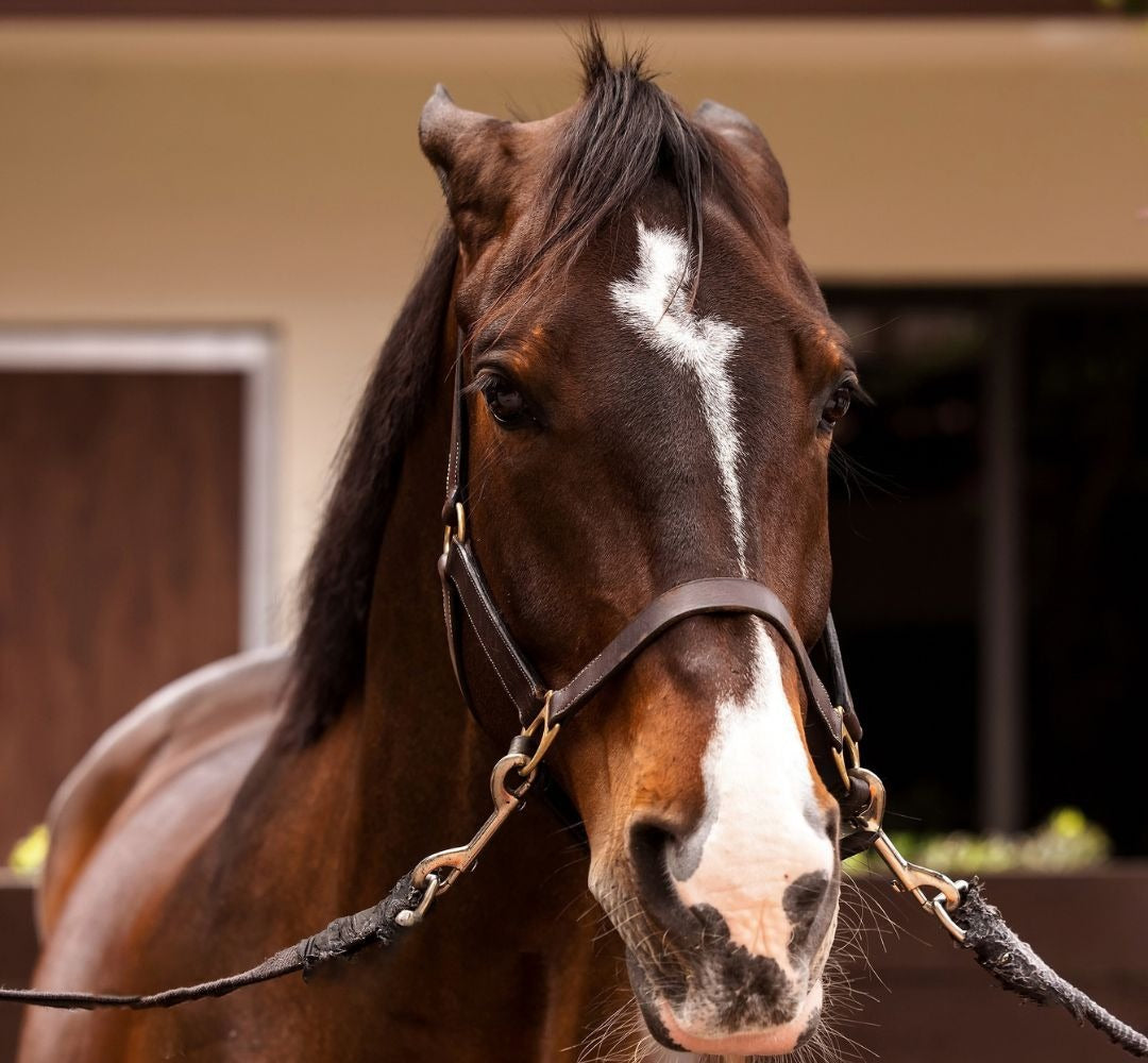 Chestnut horse looking out from a real barn