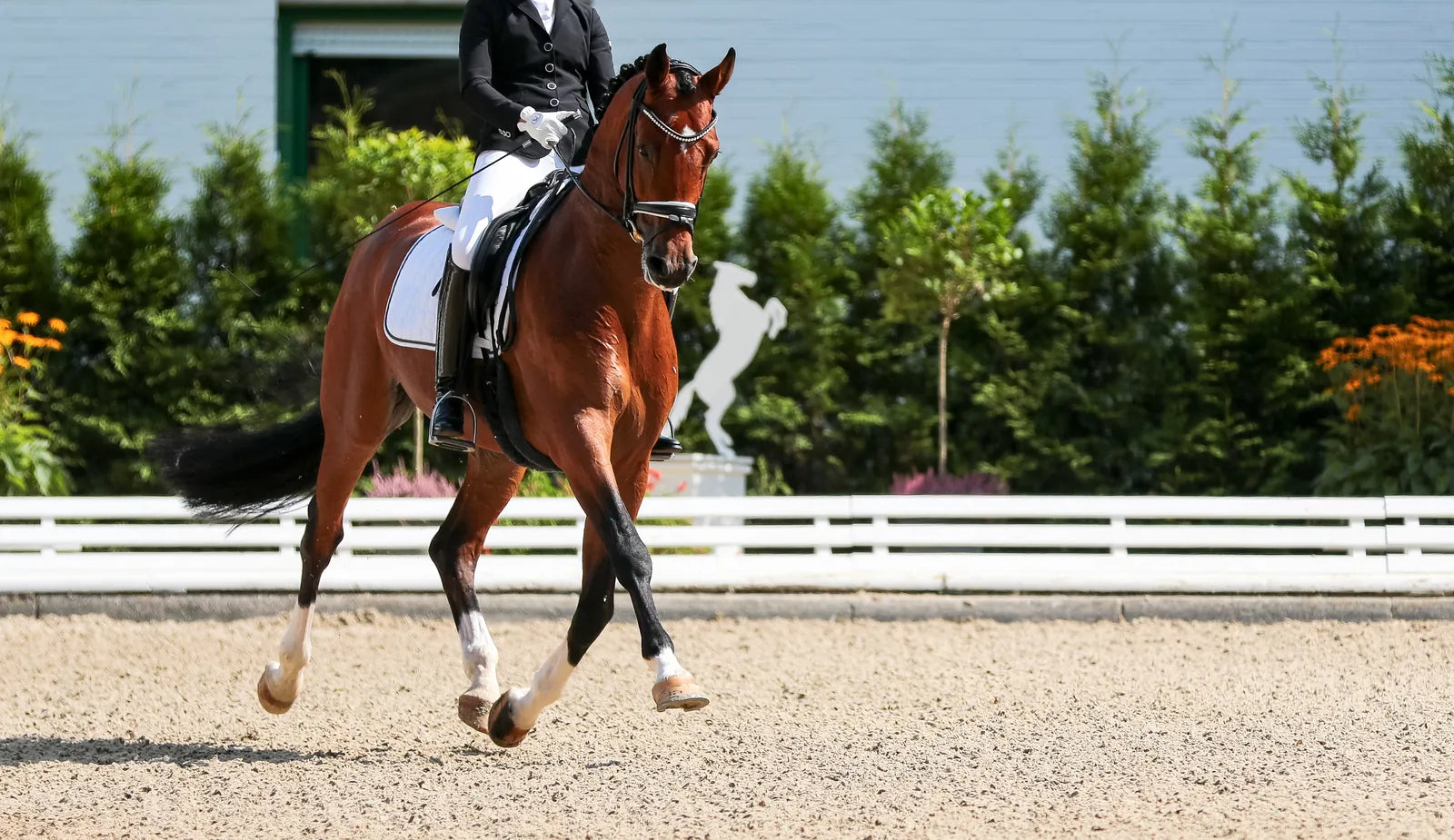 Chestnut dressage horse and rider moving through an outdoor arena