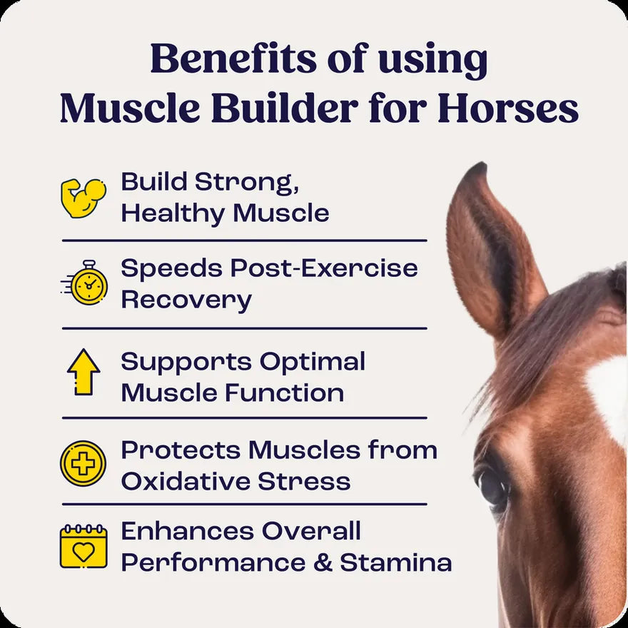 Muscle Builder benefits